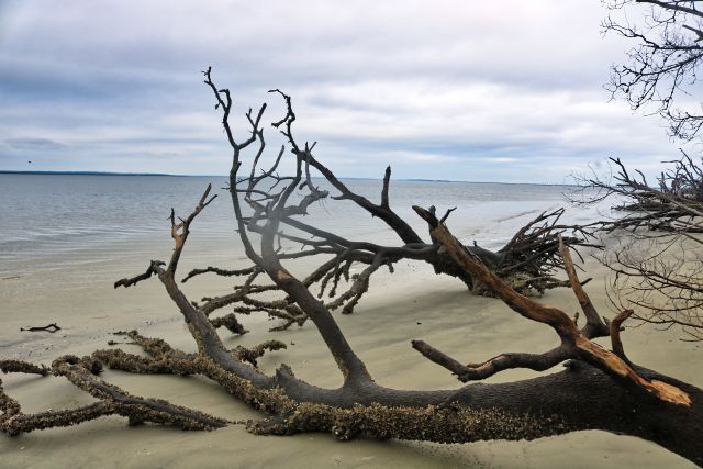 Driftwood-Beach-Jekyll-Island