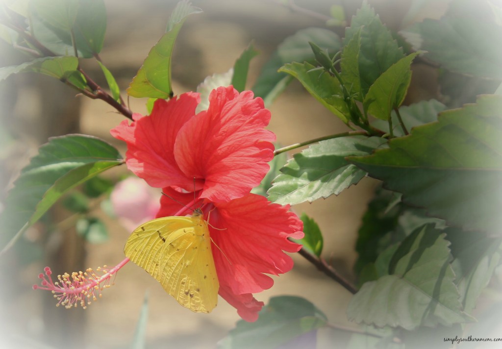 flower with butterfly 2