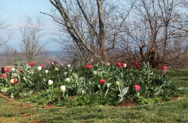Gardens at Monticello