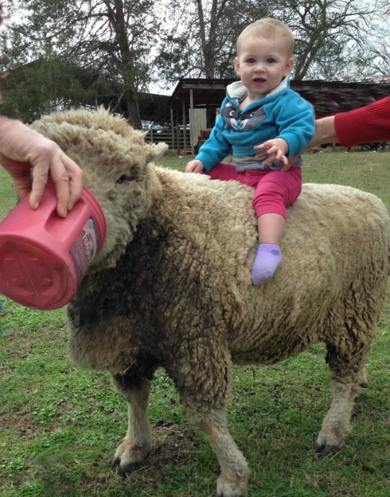 This is our pet sheep. He gets positive reinforcement too! 