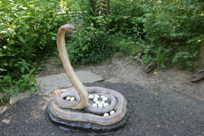 King Cobra  Saint Louis Zoo