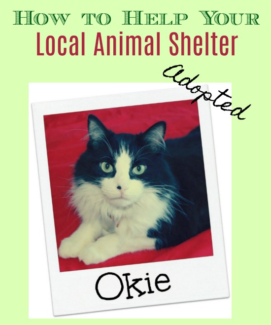 How To Help Your Local Animal Shelter
