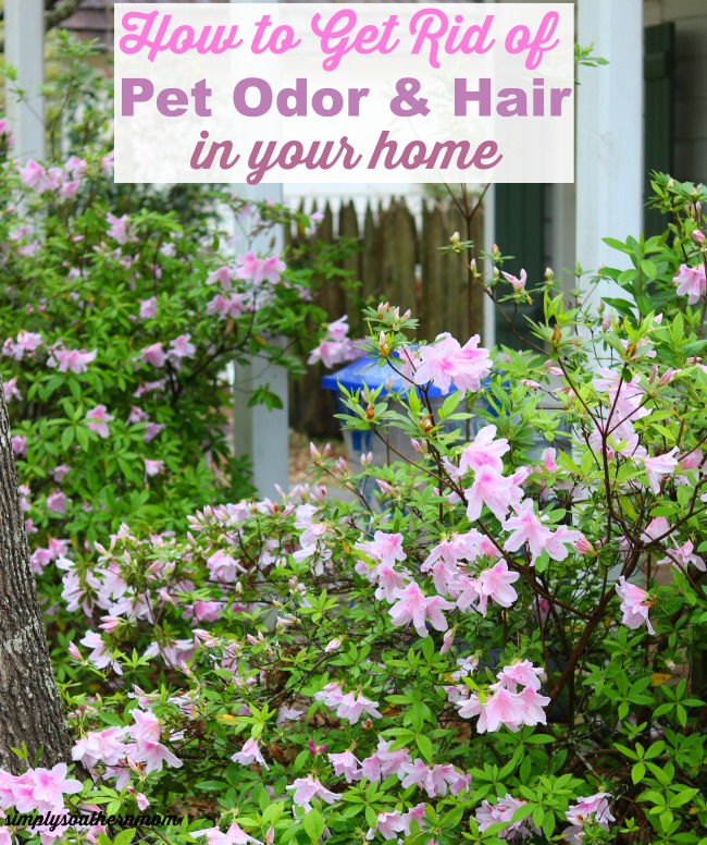 How to Get Rid of Pet Hair and Pet odor in your home 