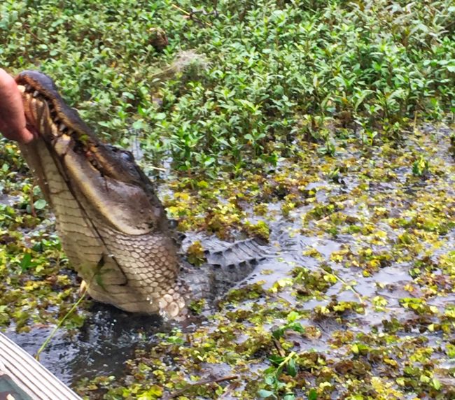 Alligator in Louisiana 