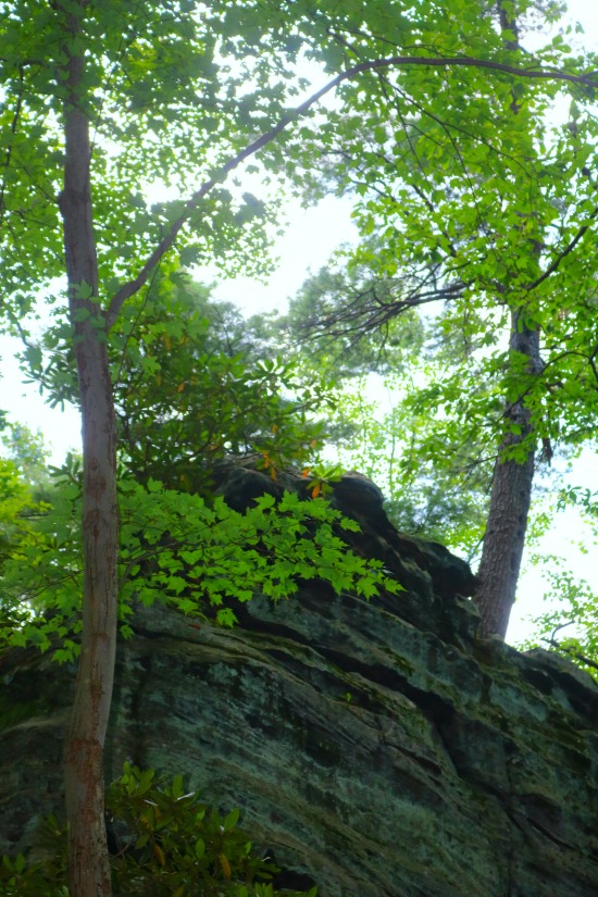 Cooper State Forest Rock Climbing 
