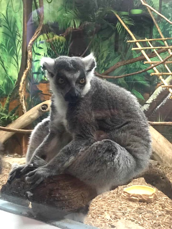 lemur the good zoo 