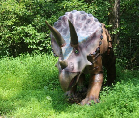 triceratops 