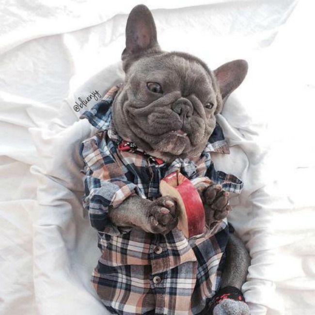 bluenjy the frenchie 