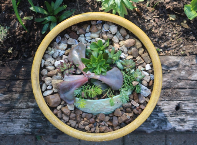 DIY live Succulent Art