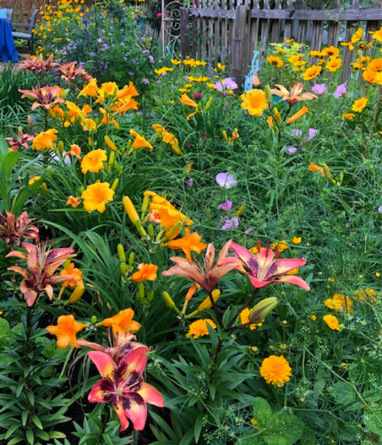 lilies-gardening-tips 