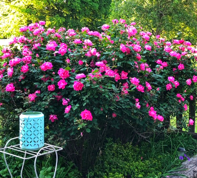 Roses- gardening tips 