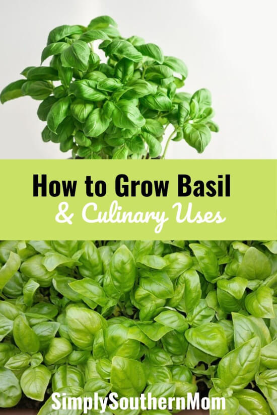 How to Grow Basil Culinary Uses Simply Southern Mom