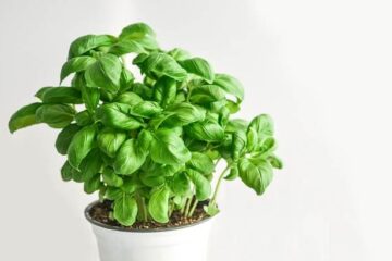 How to Grow Basil