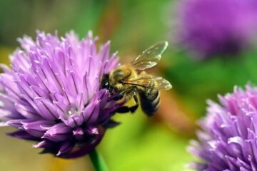 How to Make A Pollinator Garden